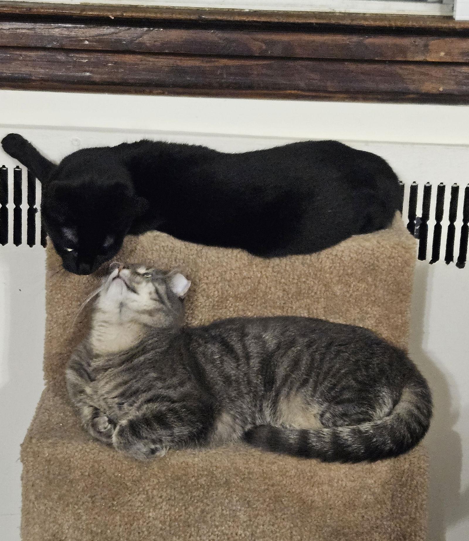 Enlarge SUZIE, a Adoptable Domestic Short Hair in Flushing, NY image 3/3