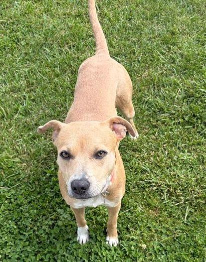 Doe - *NEW* FOSTER REPORT, a ADOPTABLE mixed breed in Millfield, OH image 4/5