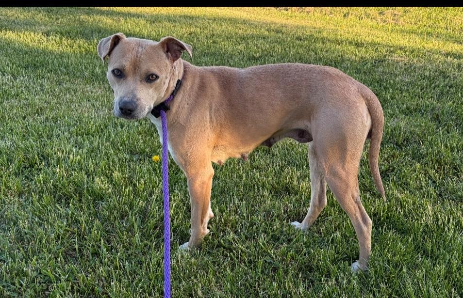 Enlarge Doe, a ADOPTABLE mixed breed in Millfield, OH image 2/3