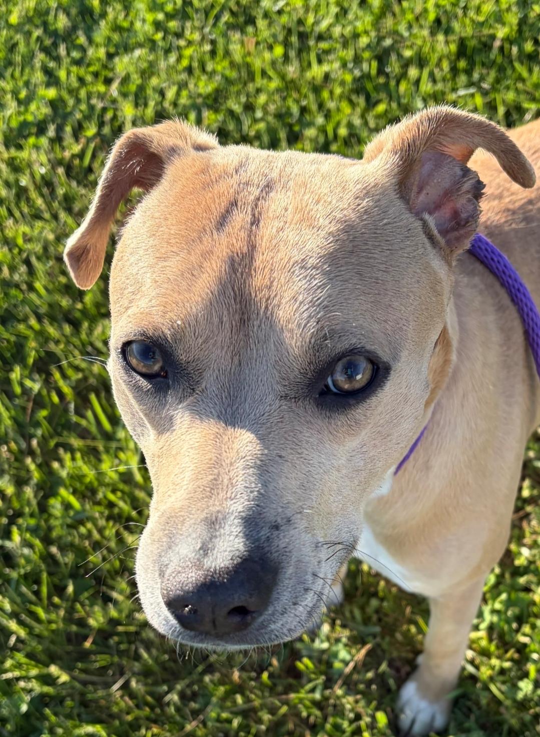 Doe - *NEW* FOSTER REPORT, ADOPTABLE, Adult Female Terrier.
