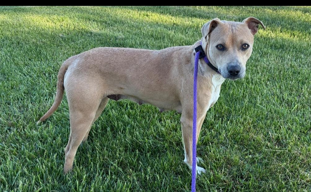 Enlarge Doe, a ADOPTABLE mixed breed in Millfield, OH image 3/3
