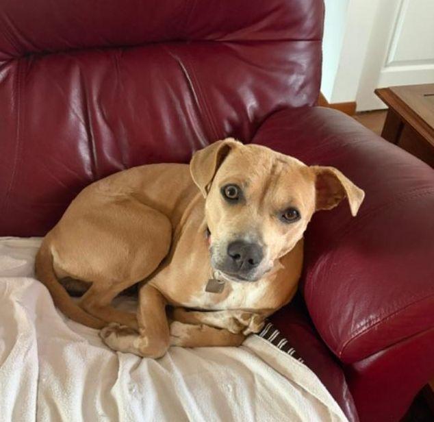 Doe - *NEW* FOSTER REPORT, a ADOPTABLE mixed breed in Millfield, OH image 5/5