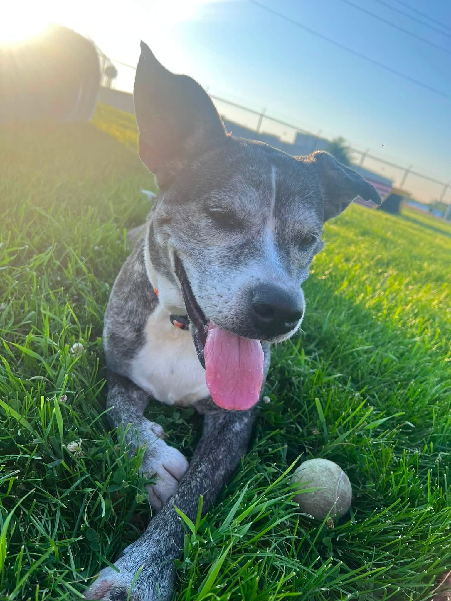 Karma, ADOPTABLE, Adult Female Mixed Breed.