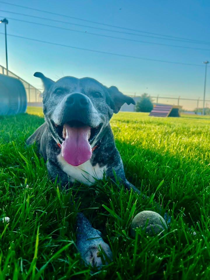 Karma, a ADOPTABLE Mixed Breed in Davenport, IA image 2/2