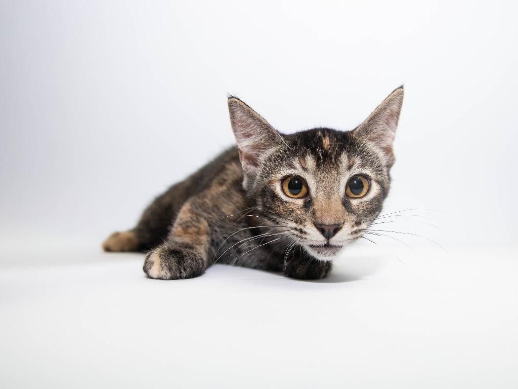 Forest, Adoptable, Kitten Female Domestic Short Hair.