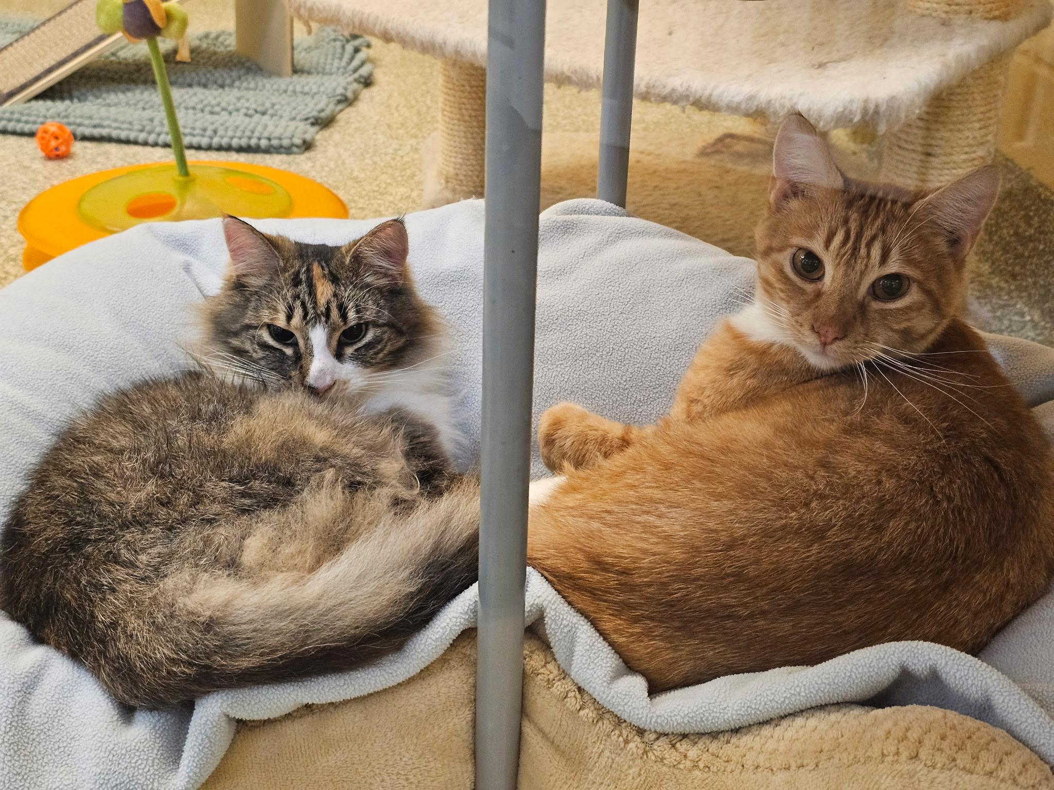Tippy and Chewy, ADOPTABLE, Adult Male Domestic Long Hair.