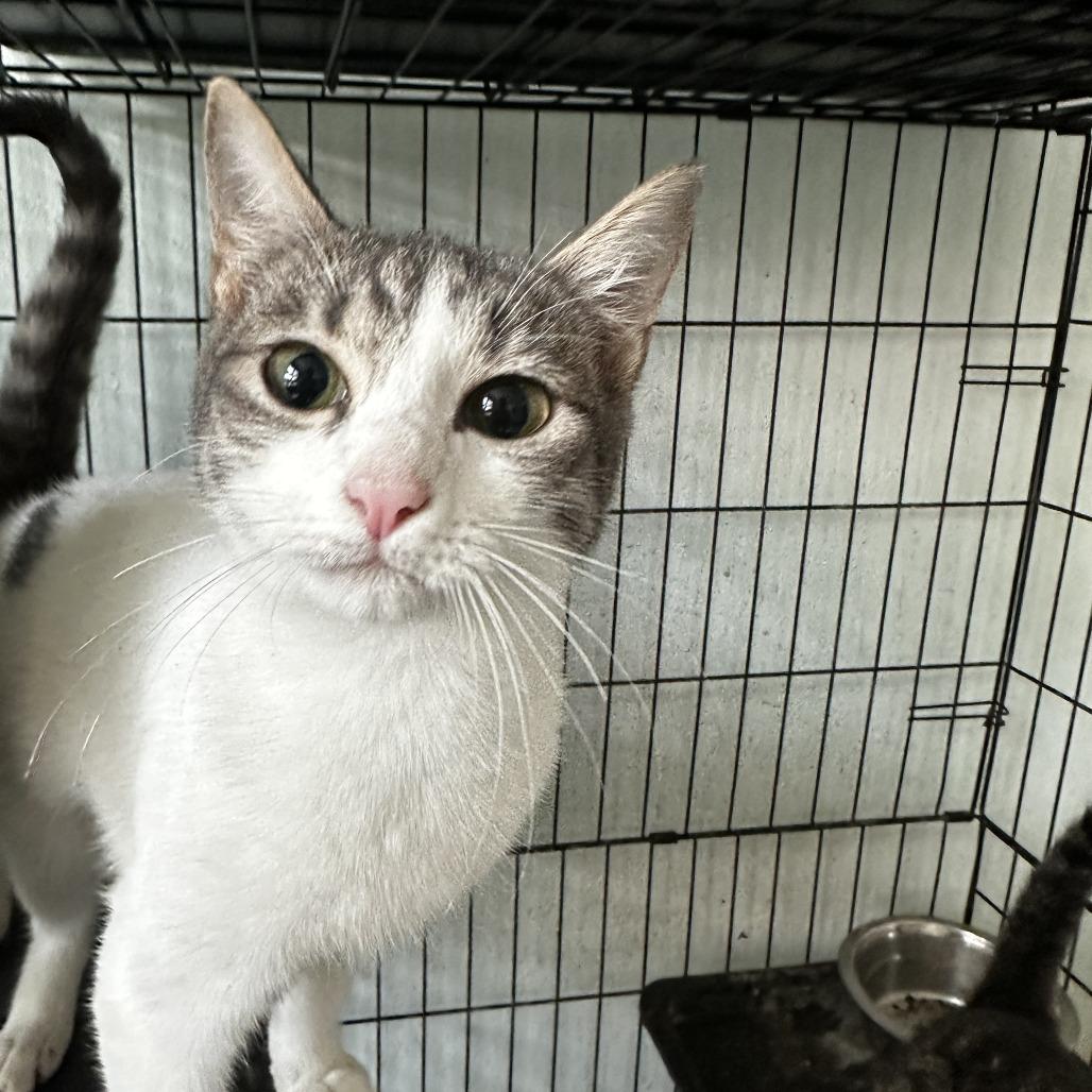 Enlarge Flora, a Adoptable Domestic Short Hair in San Juan, PR image 1/2