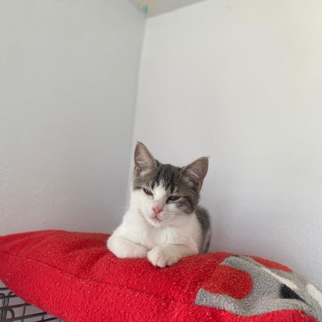 Enlarge Flora, a Adoptable Domestic Short Hair in San Juan, PR image 2/2