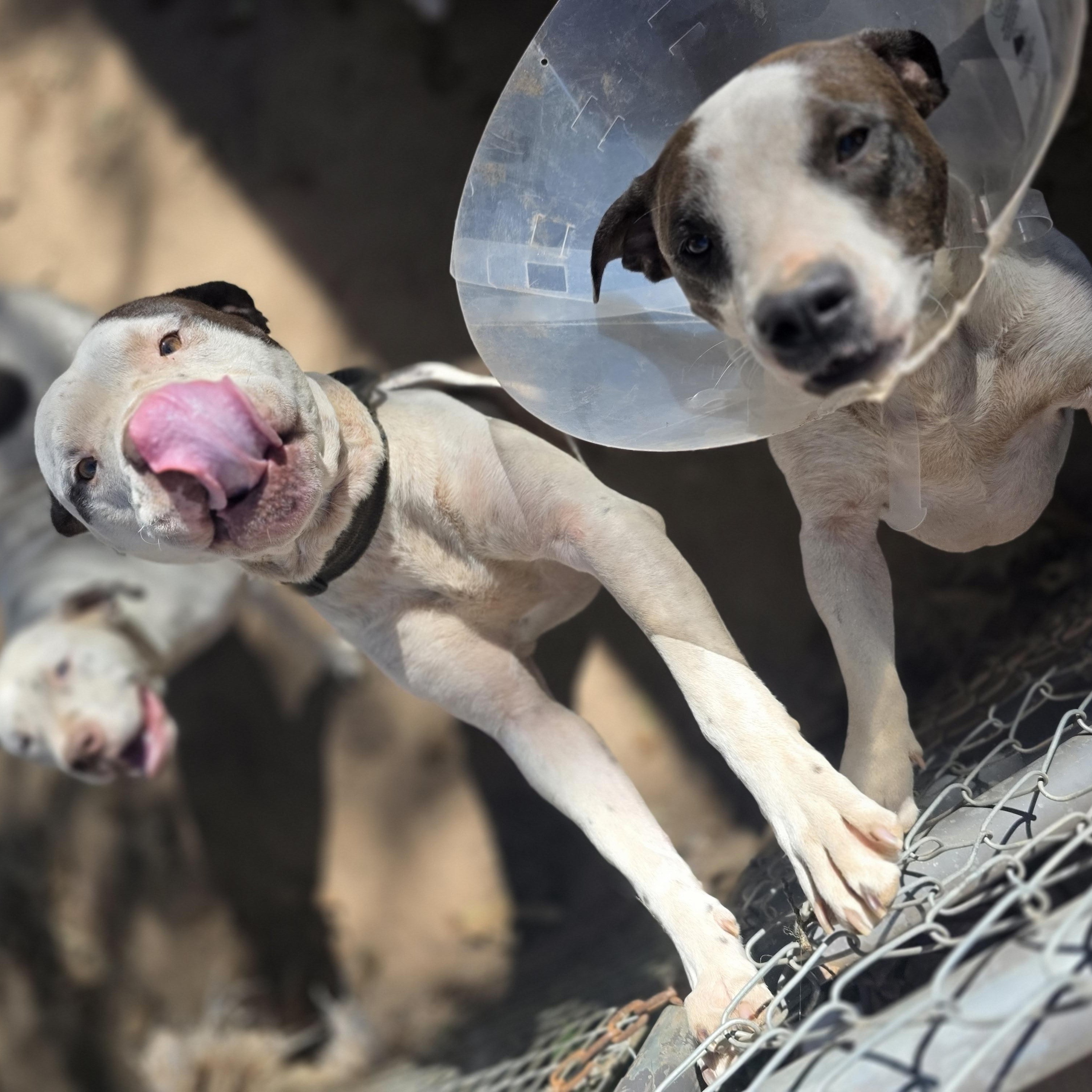 Enlarge Hermes, a Adoptable Pit Bull Terrier in Bowersville, GA image 5/6