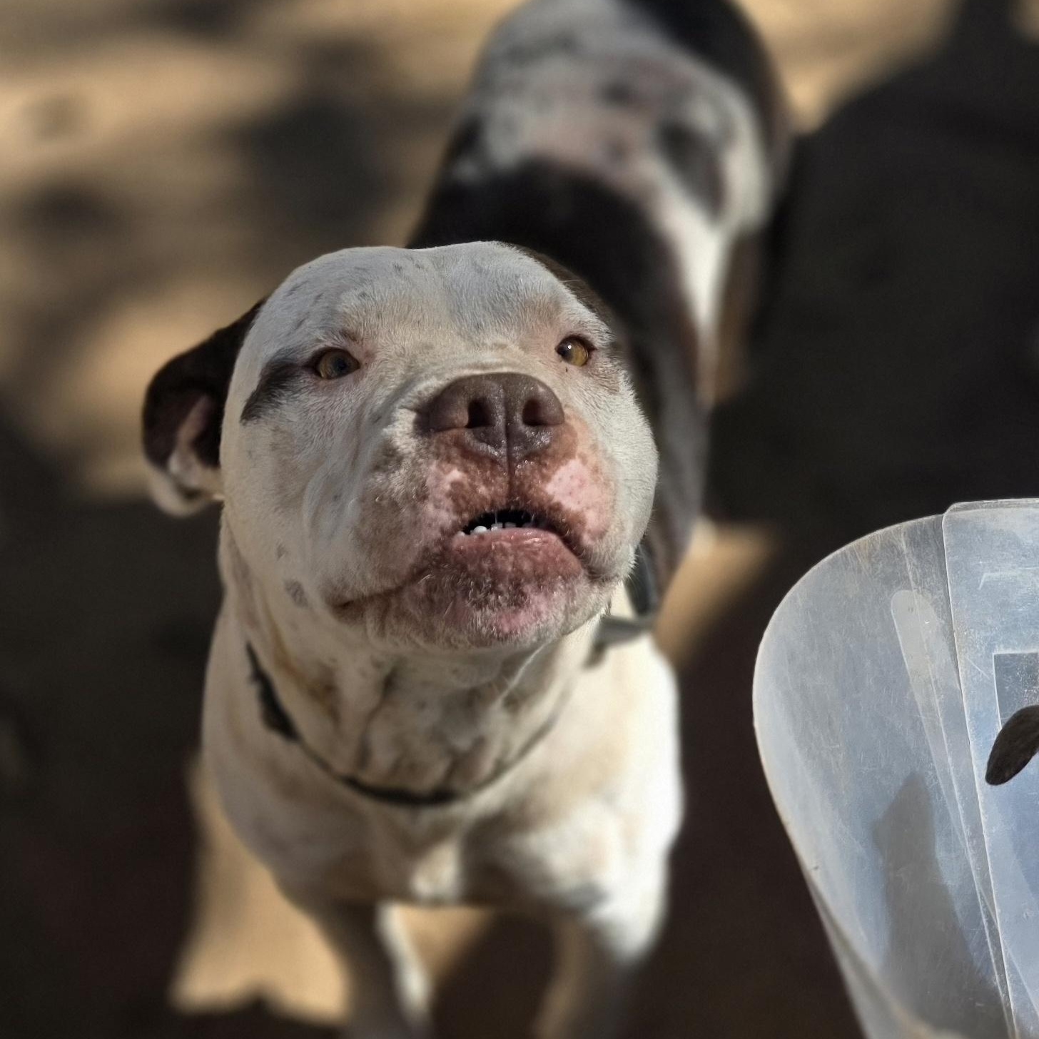 Hermes, Adoptable, Young Male Pit Bull Terrier.