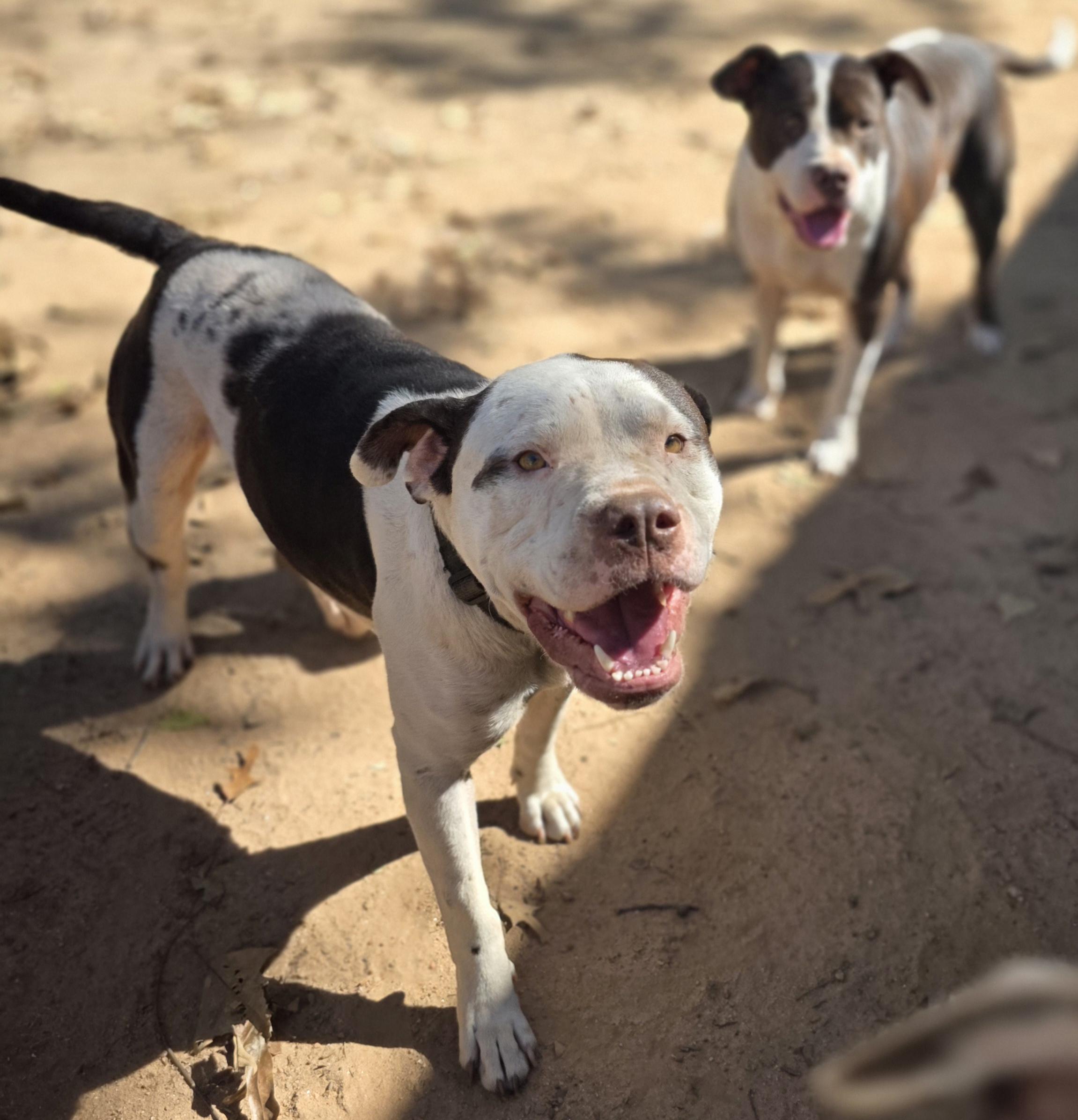 Enlarge Hermes, a Adoptable Pit Bull Terrier in Bowersville, GA image 2/6