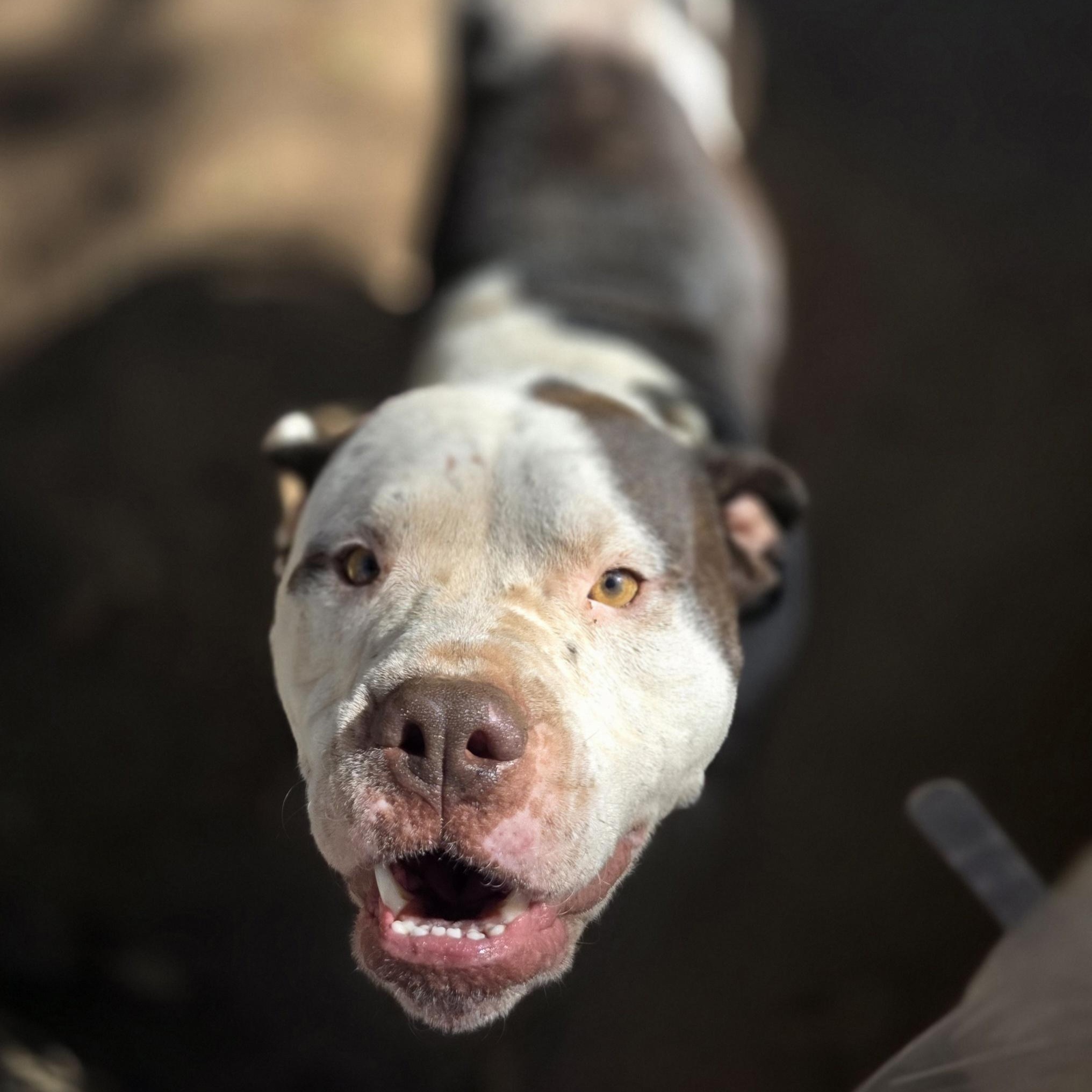 Enlarge Hermes, a Adoptable Pit Bull Terrier in Bowersville, GA image 3/6