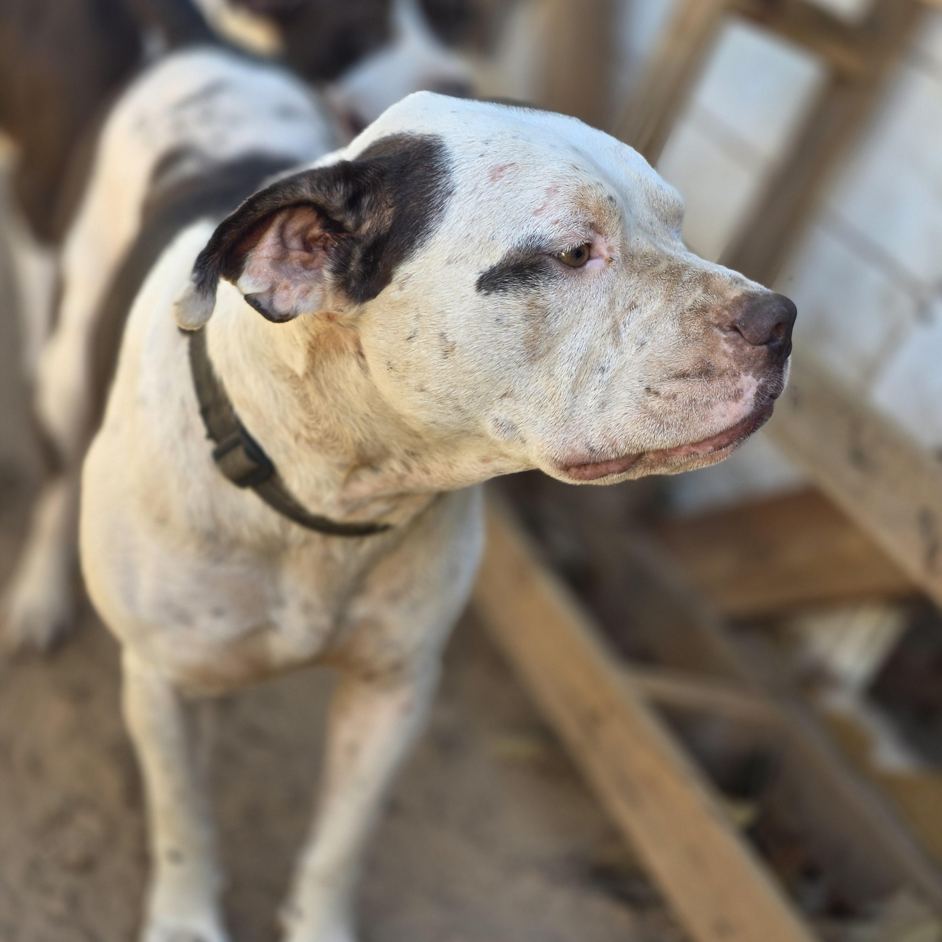Enlarge Hermes, a Adoptable Pit Bull Terrier in Bowersville, GA image 6/6