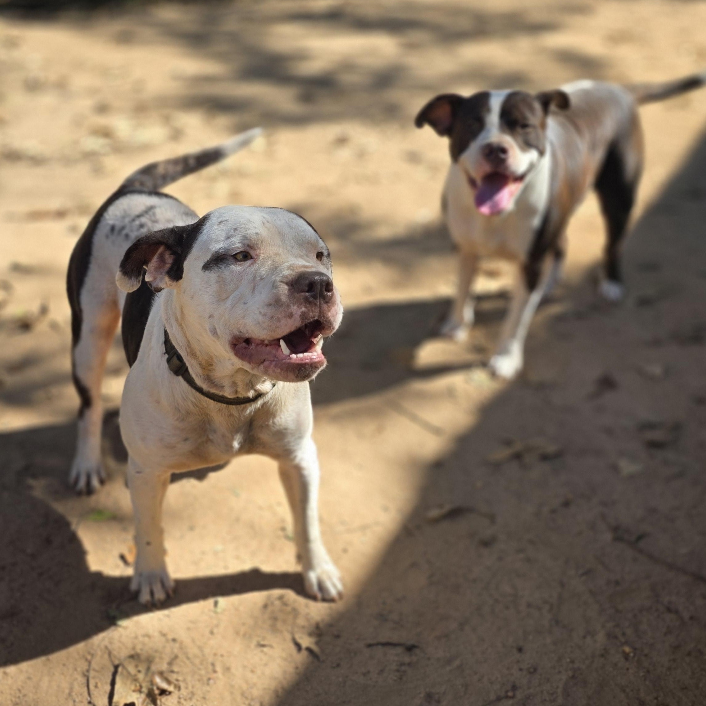 Enlarge Hermes, a Adoptable Pit Bull Terrier in Bowersville, GA image 4/6