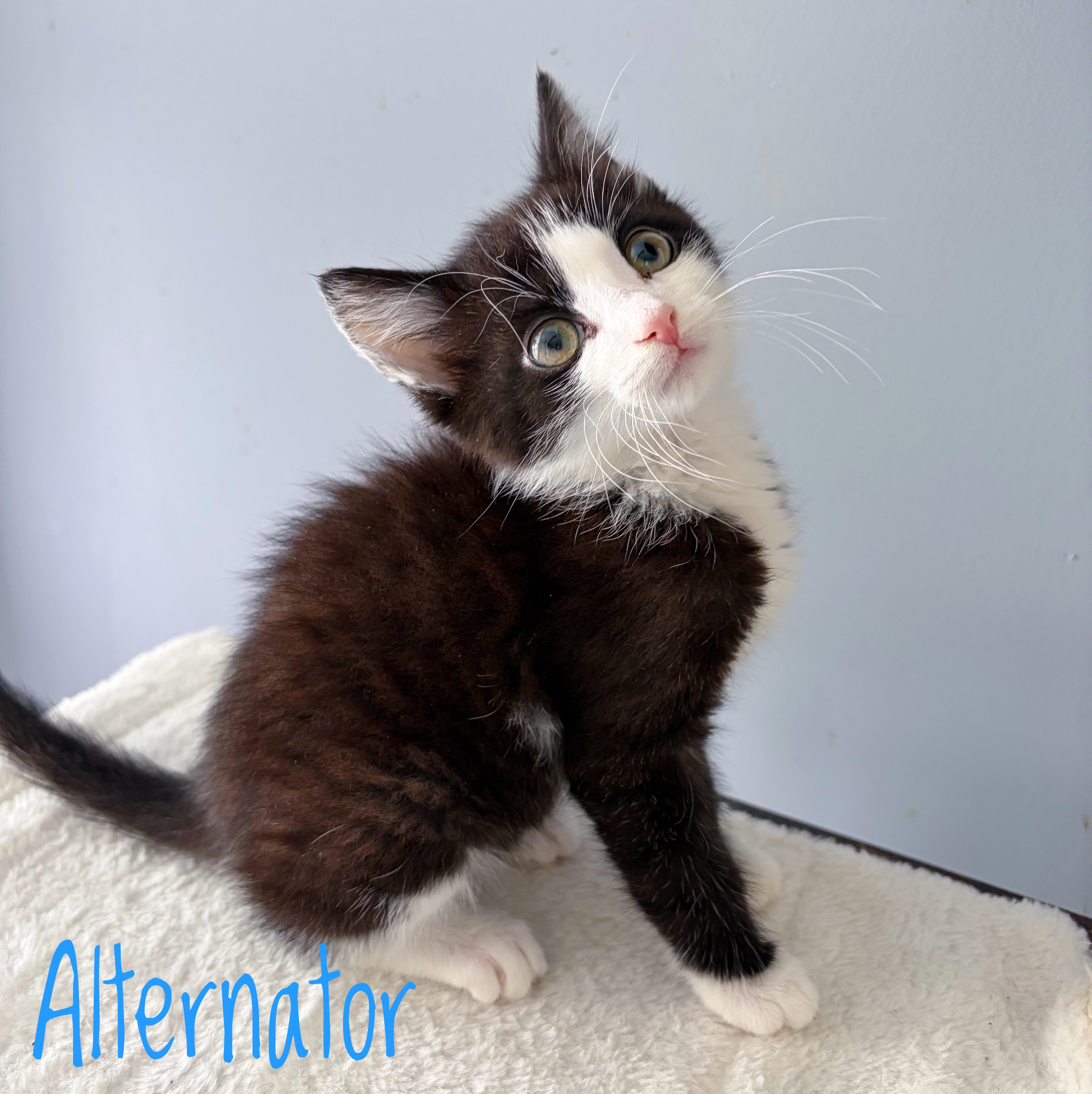 Enlarge Alternator, a ADOPTABLE Domestic Short Hair in Bethel, OH image 1/1