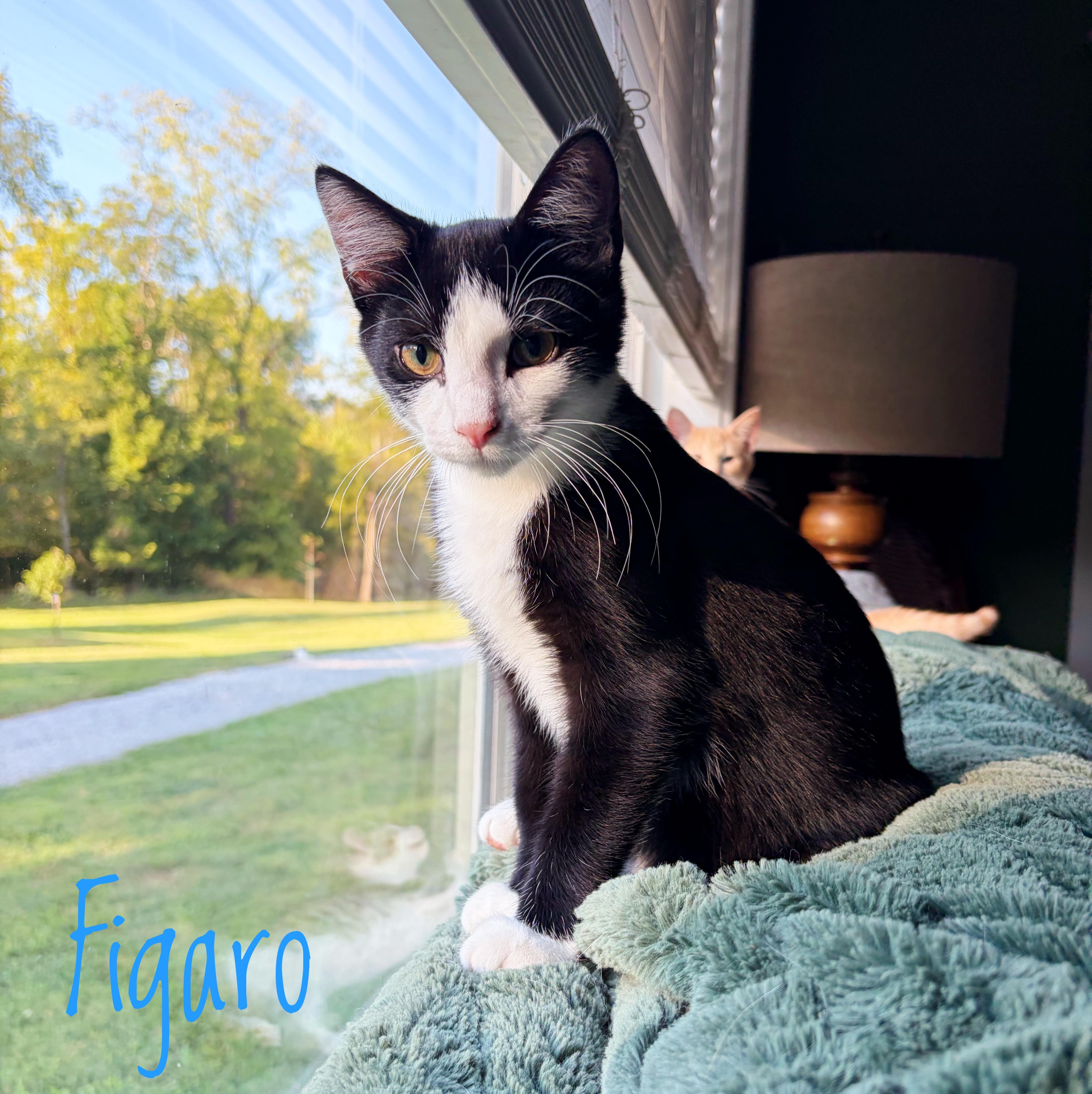 Figaro, Adoptable, Young Male Domestic Short Hair.