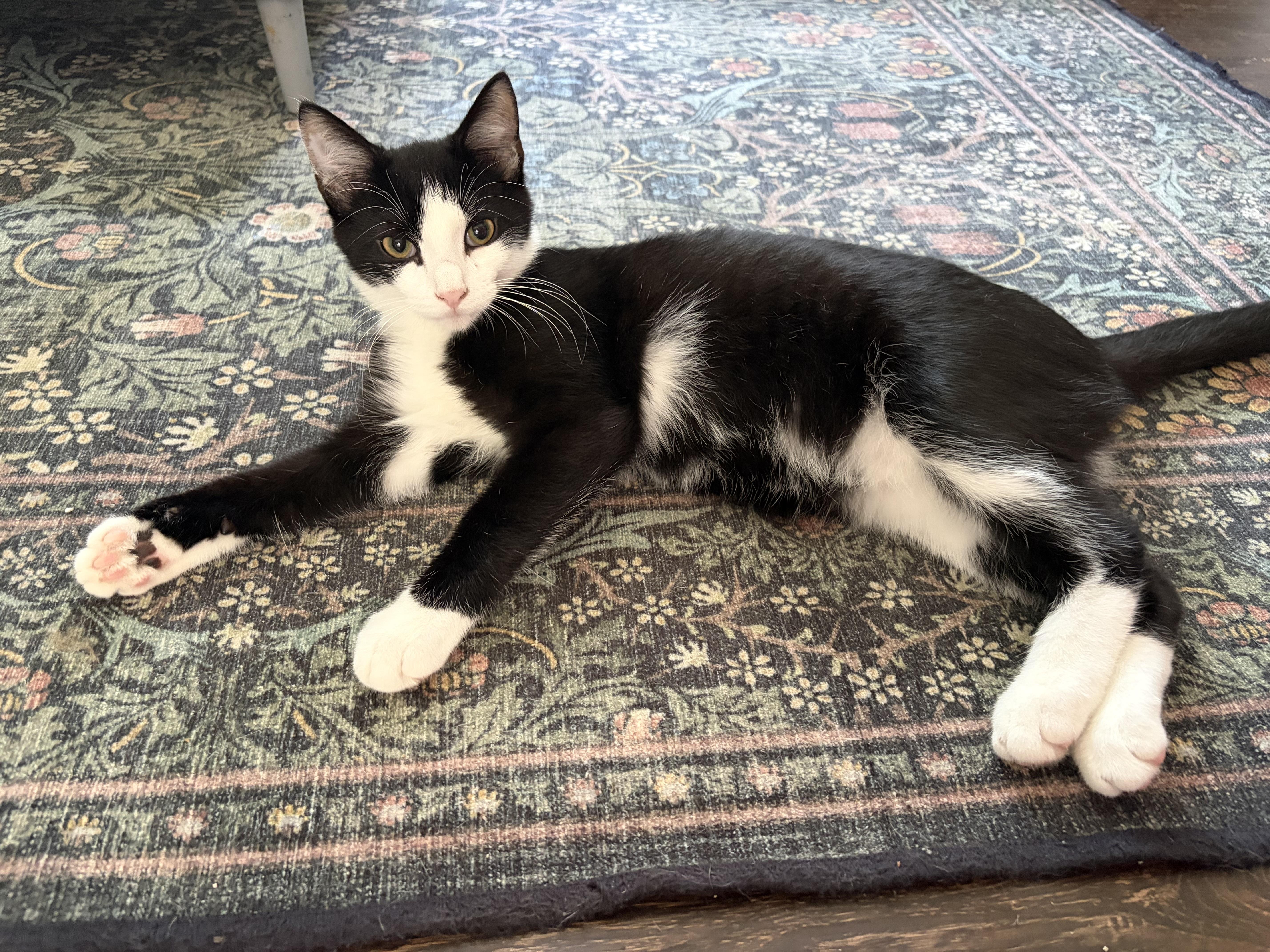 Enlarge Figaro, a Adoptable Domestic Short Hair in Bethel, OH image 2/3