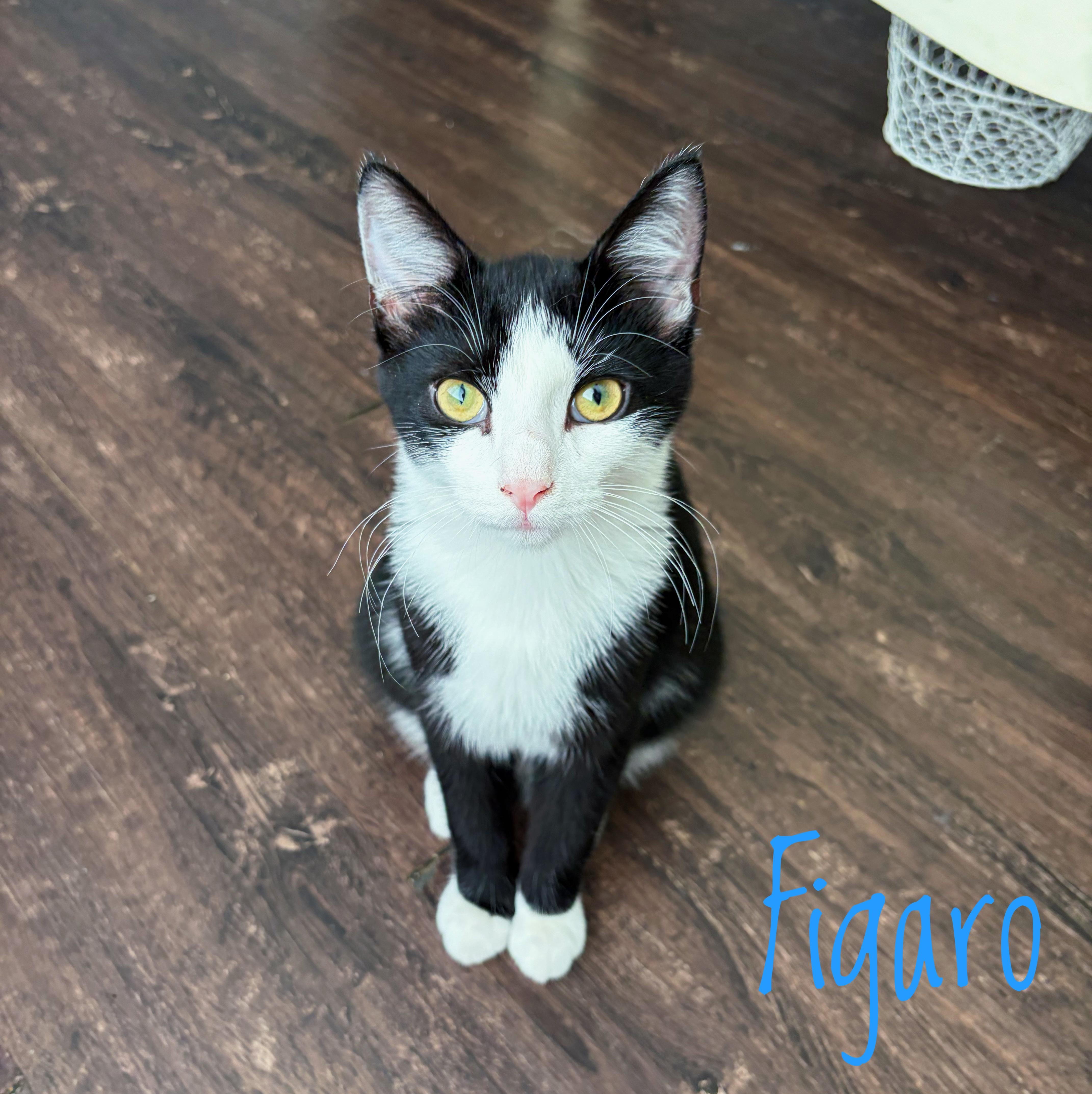Enlarge Figaro, a Adoptable Domestic Short Hair in Bethel, OH image 3/3