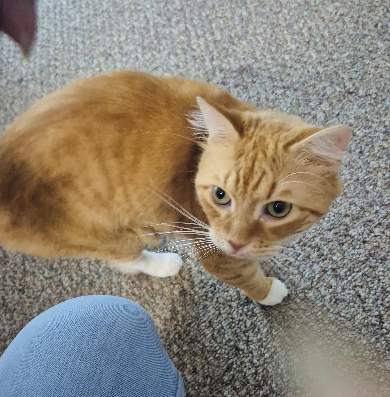 Enlarge Fern (FLUFFY TAIL) sweet ginger gorl  , a ADOPTABLE Domestic Medium Hair in Daytona Beach, FL image 3/3