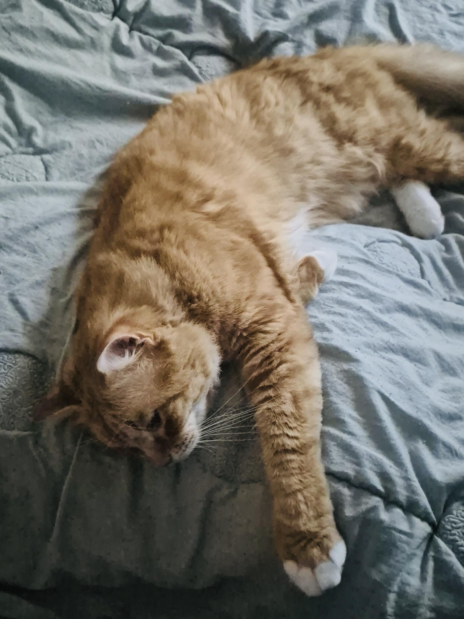 Enlarge Fern (FLUFFY TAIL) sweet ginger gorl  , a ADOPTABLE Domestic Medium Hair in Daytona Beach, FL image 2/3