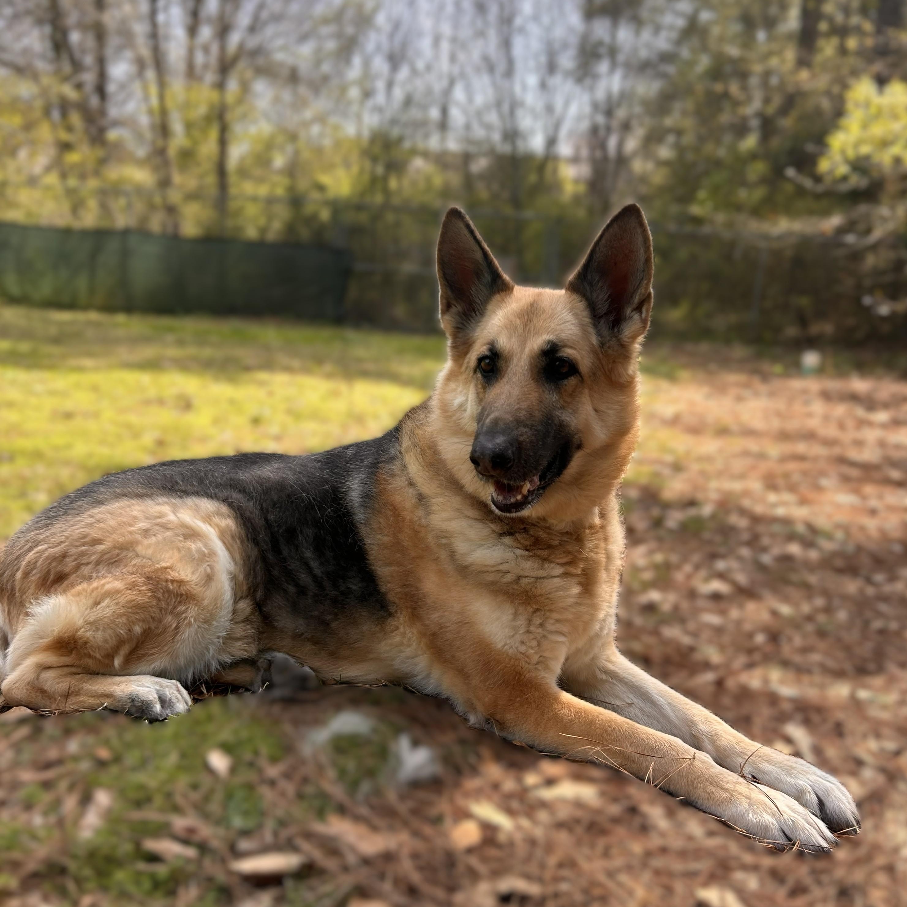 Piper, ADOPTABLE, Senior Female German Shepherd Dog.