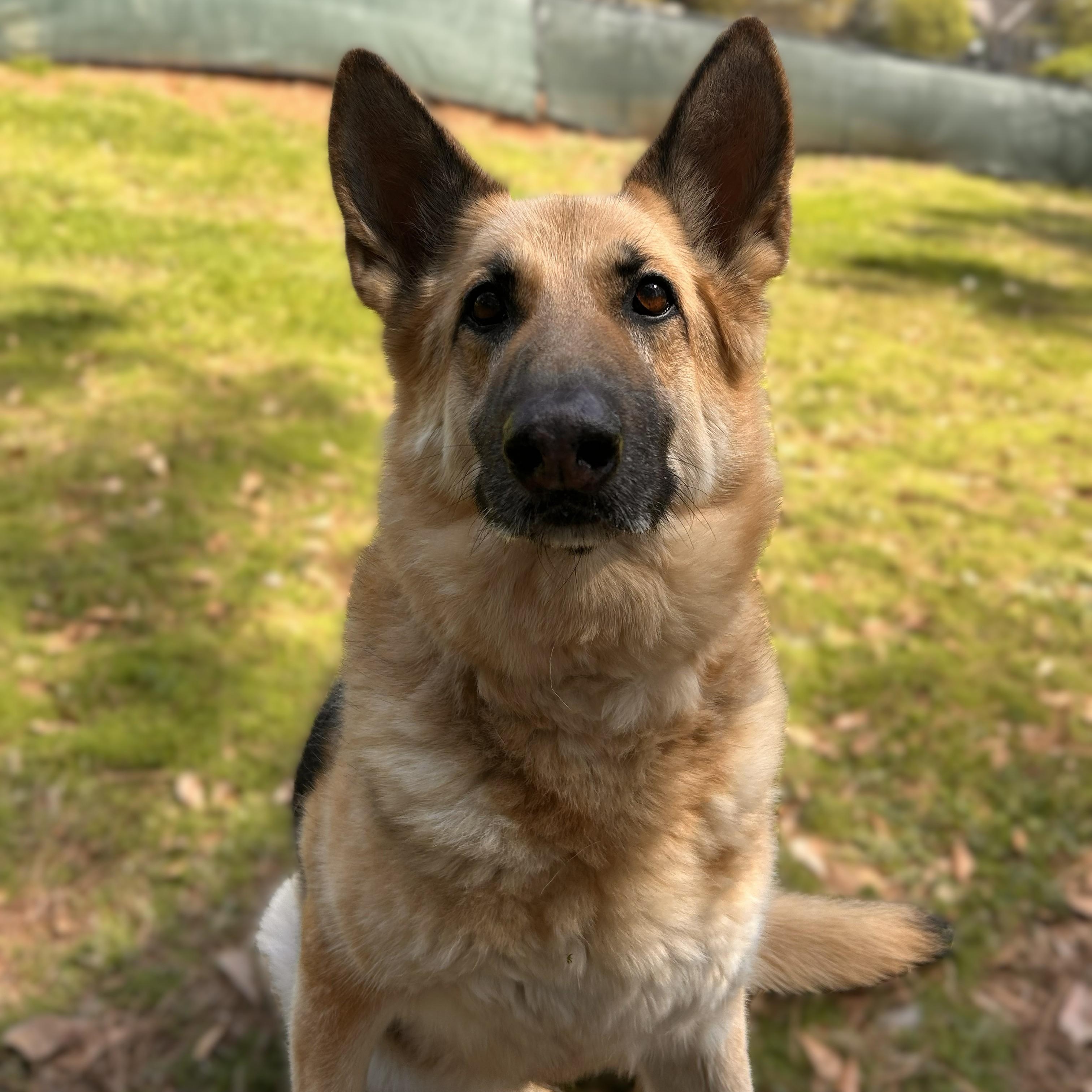Enlarge Piper, a ADOPTABLE German Shepherd Dog in Alpharetta, GA image 3/3