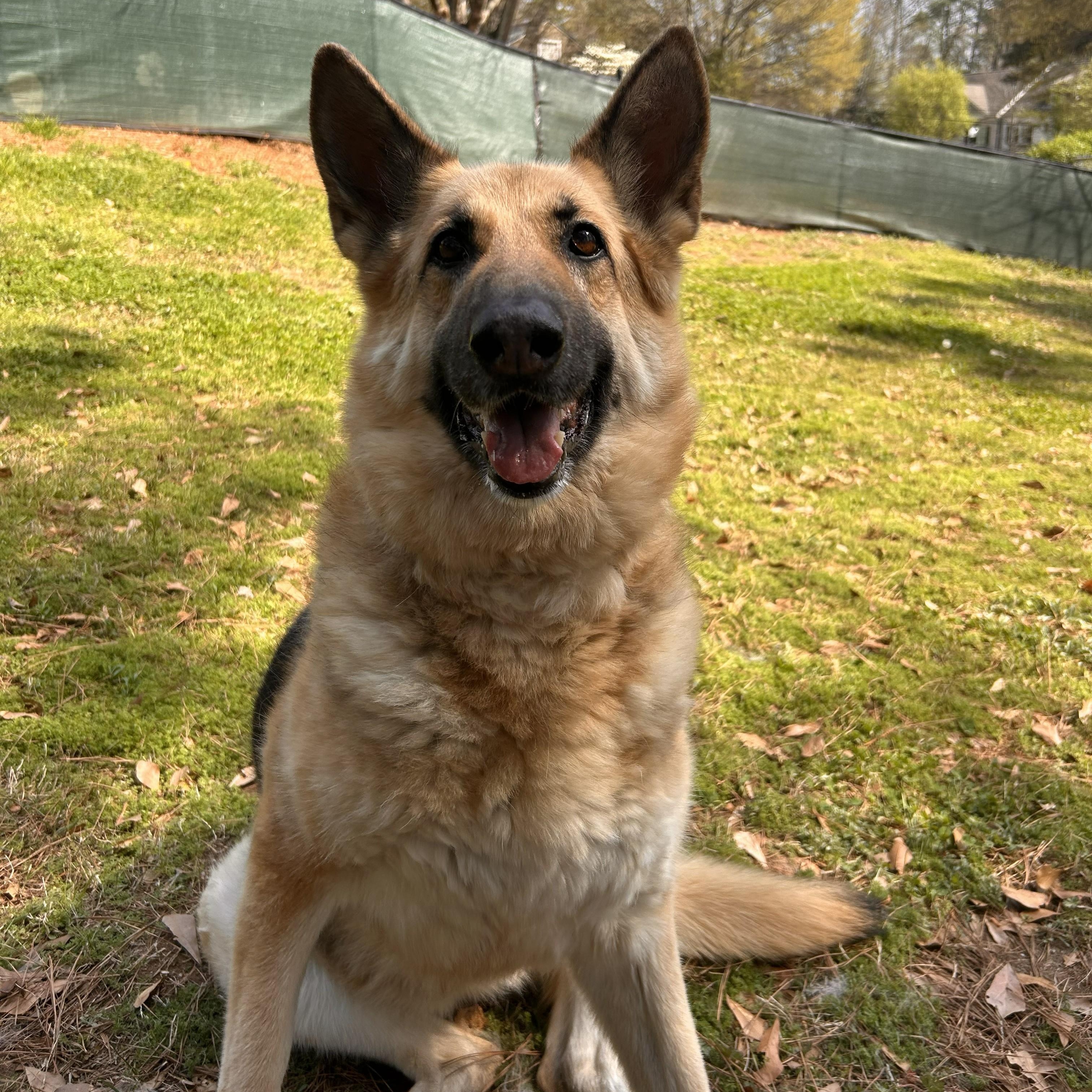 Piper -- VISIT ME AT CRABAPPLE KNOLL VET CLINIC, ADOPTABLE, Senior Female German Shepherd Dog.