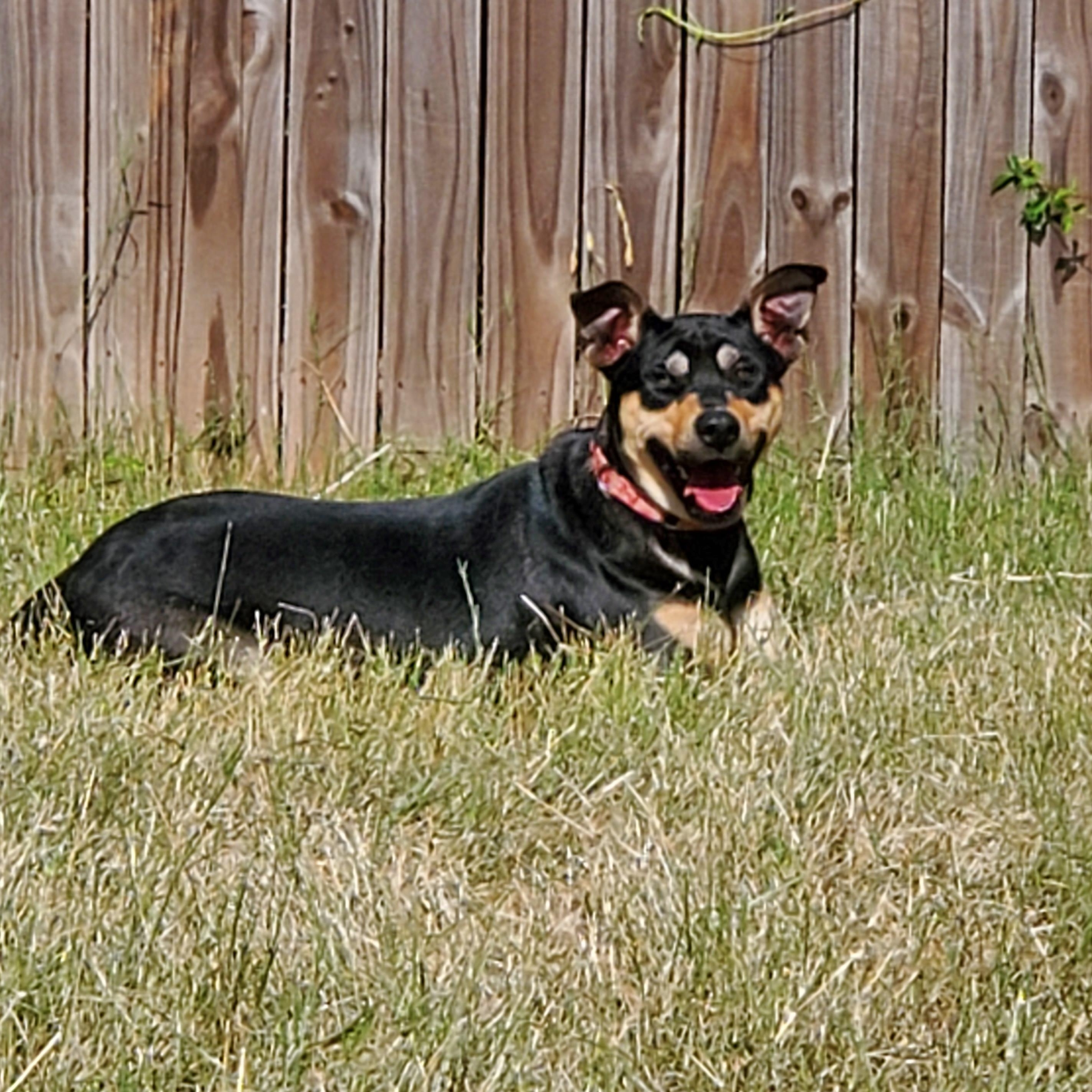 Jack, a Adoptable mixed breed in White Settlement, TX image 1/6
