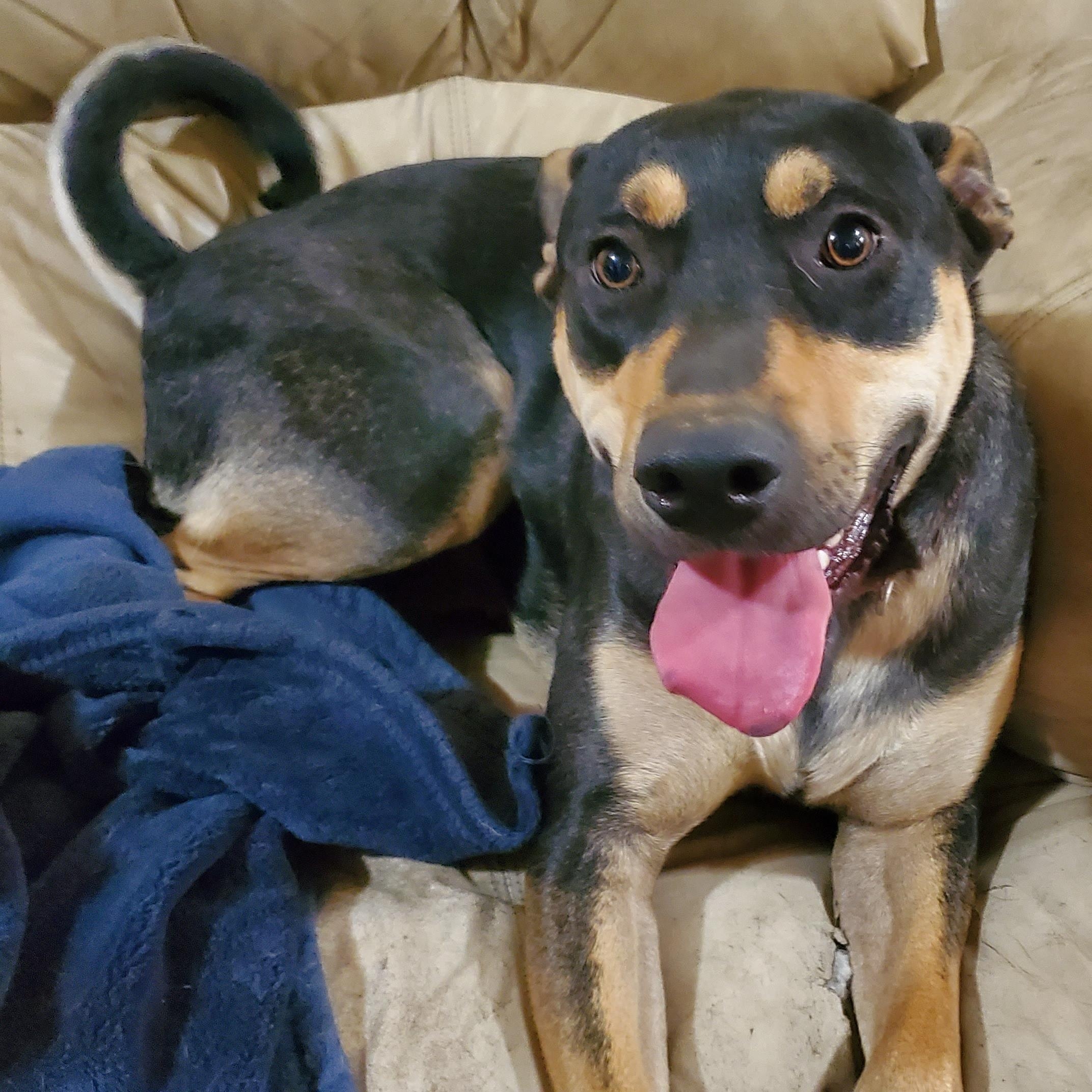 Jack, a Adoptable mixed breed in White Settlement, TX image 2/6