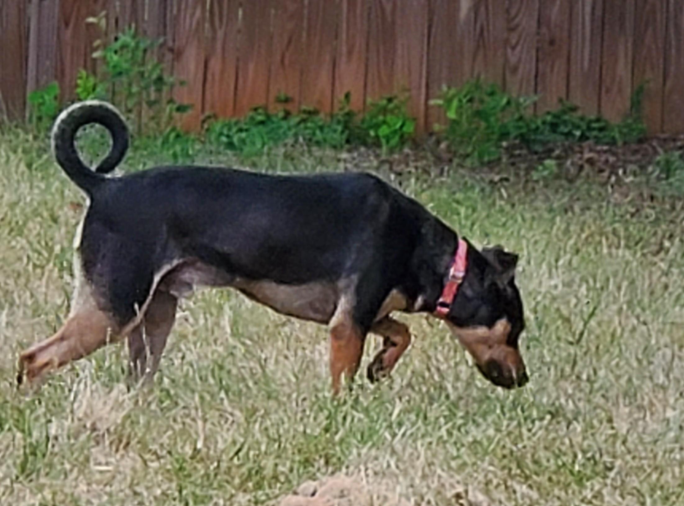 Jack, a Adoptable mixed breed in White Settlement, TX image 3/6