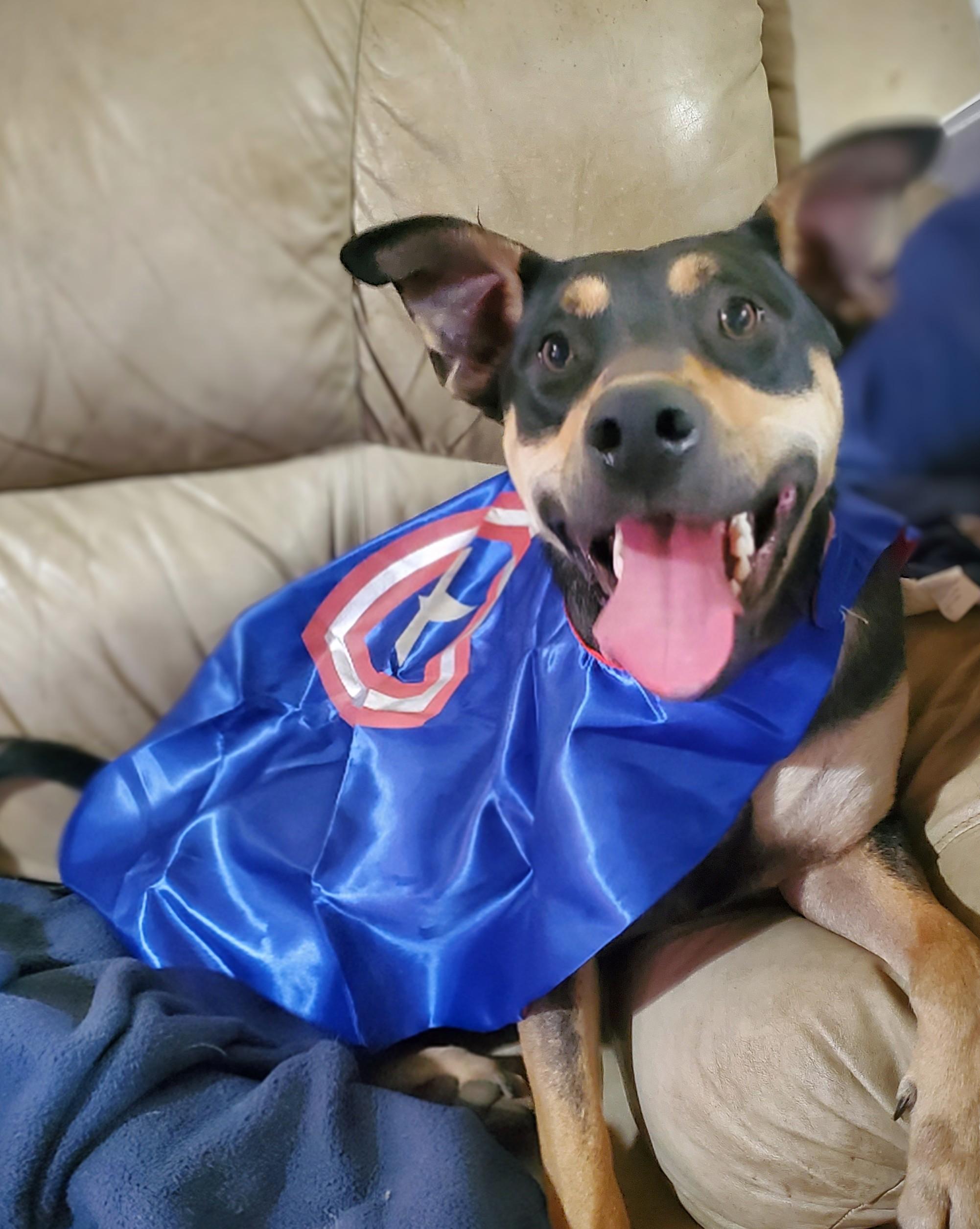 Jack, a Adoptable mixed breed in White Settlement, TX image 4/6
