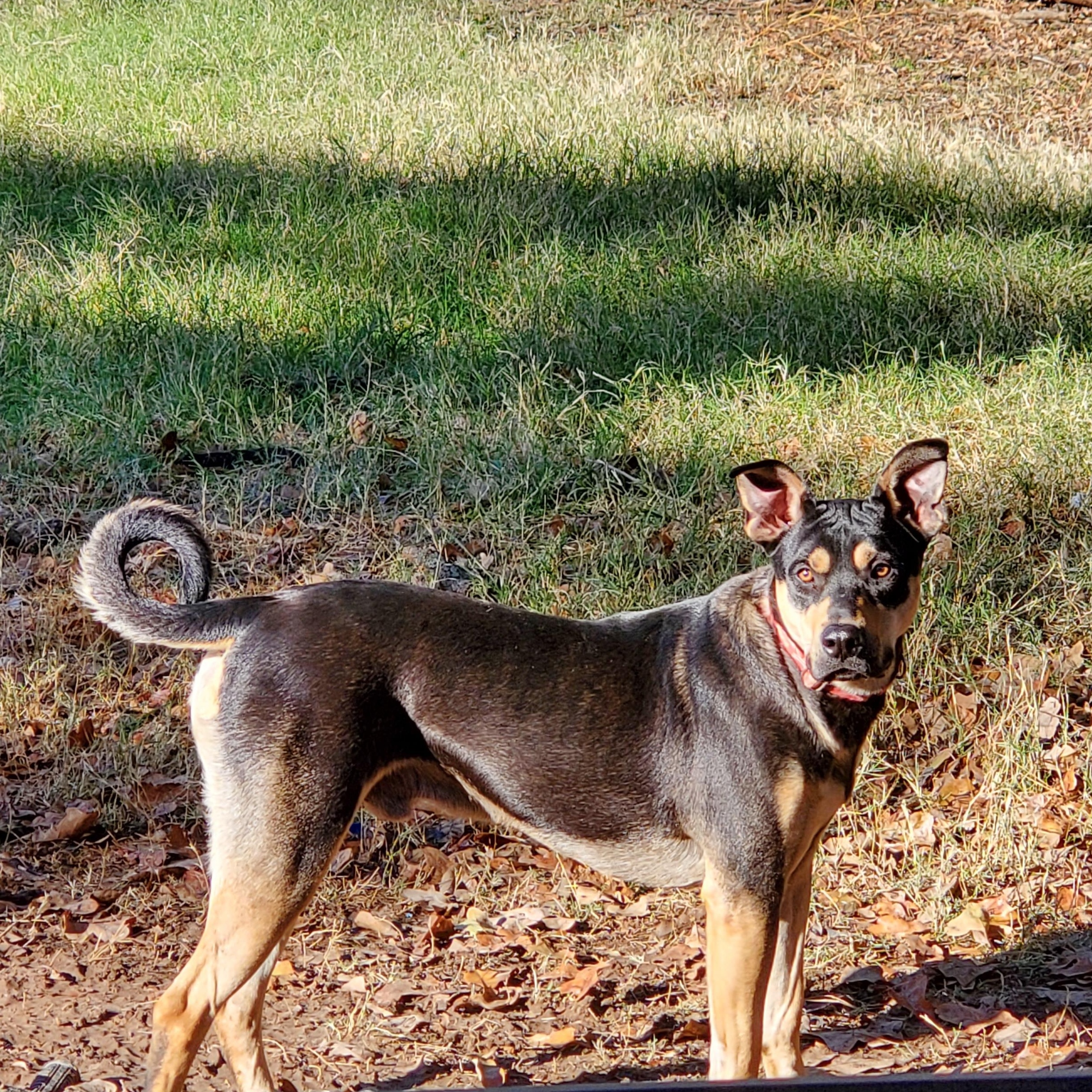 Jack, a Adoptable mixed breed in White Settlement, TX image 5/6