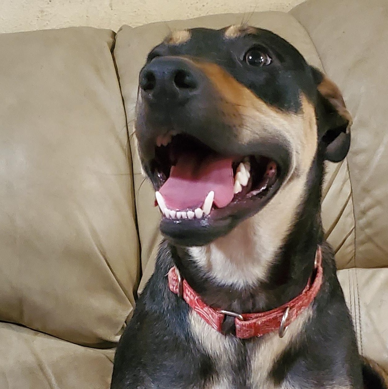 Jack, a Adoptable mixed breed in White Settlement, TX image 6/6