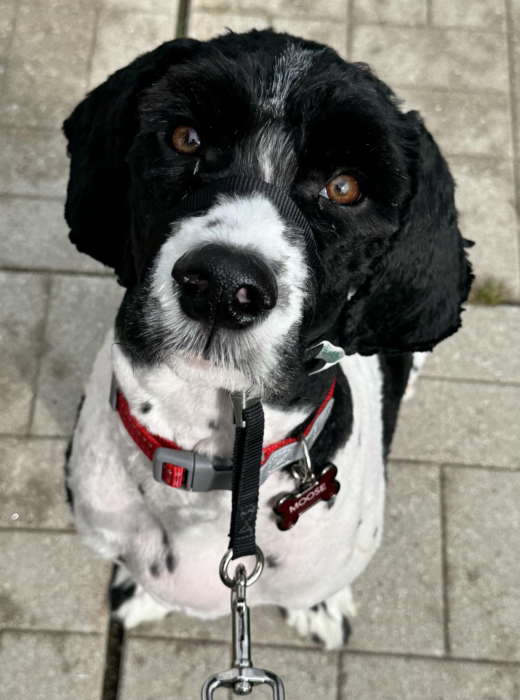 Moose, Adoptable, Adult Male Cavachon.