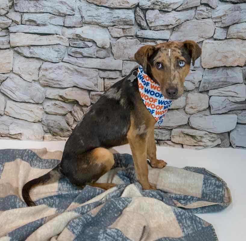 Enlarge Casanova, a ADOPTABLE mixed breed in Kennesaw, GA image 5/6