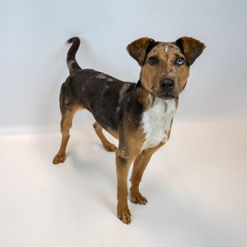 Enlarge Casanova, a ADOPTABLE mixed breed in Kennesaw, GA image 6/6
