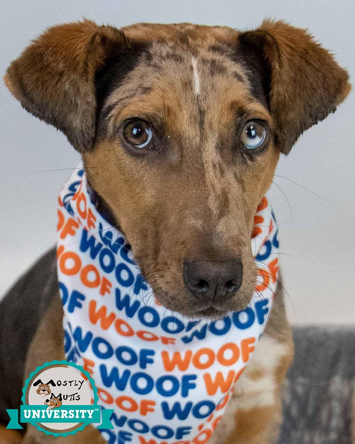 Enlarge Casanova, a ADOPTABLE mixed breed in Kennesaw, GA image 1/6