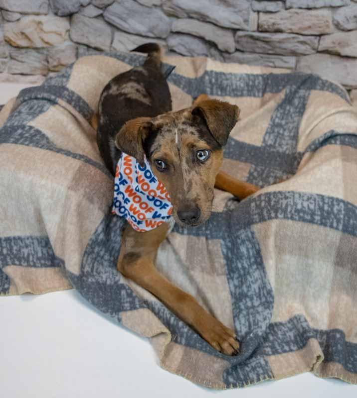 Enlarge Casanova, a ADOPTABLE mixed breed in Kennesaw, GA image 3/6