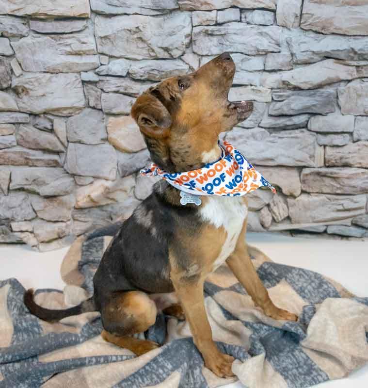 Enlarge Casanova, a ADOPTABLE mixed breed in Kennesaw, GA image 4/6