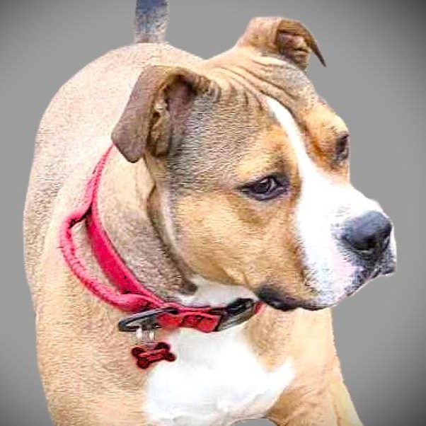 Enlarge JAXS, a Adoptable mixed breed in Burton, MI image 1/6