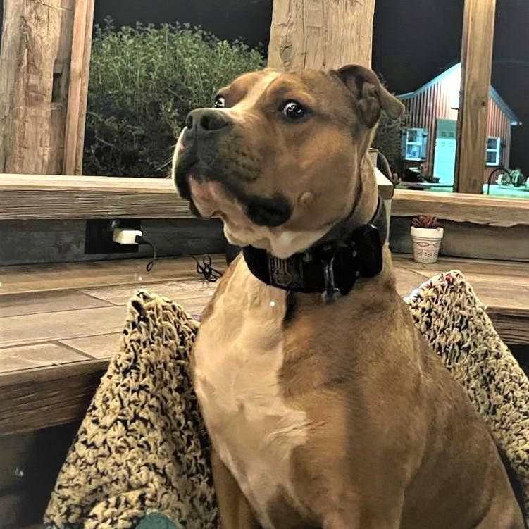 Enlarge JAXS, a Adoptable mixed breed image 2/6