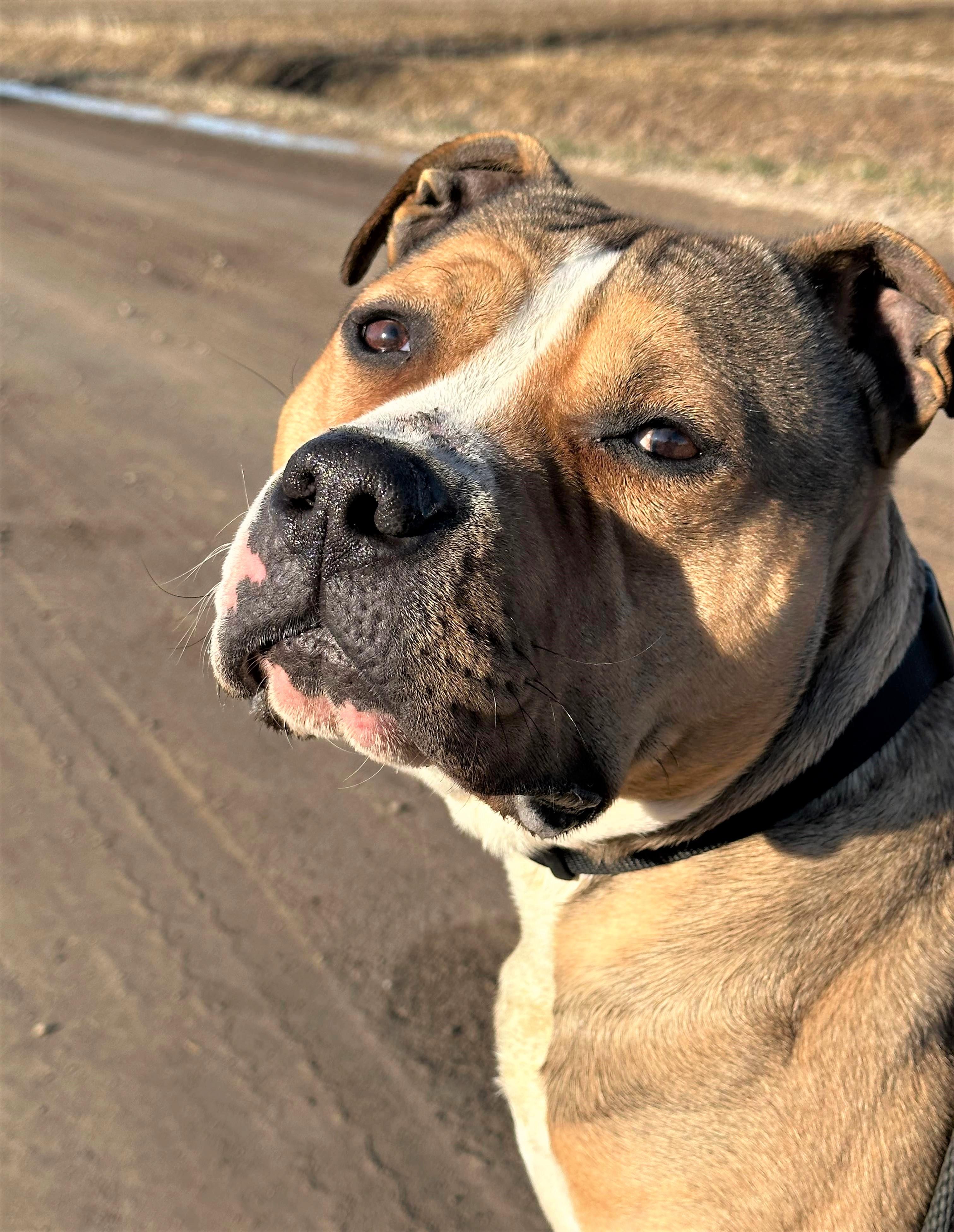 Enlarge JAXS, a Adoptable mixed breed image 3/6