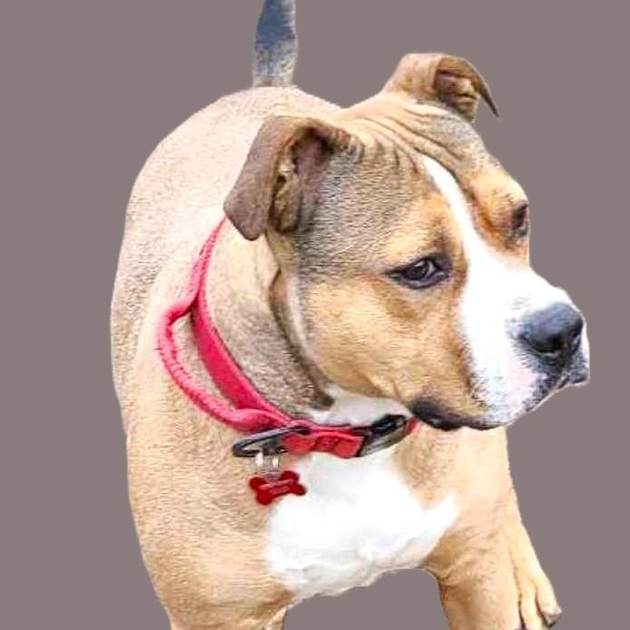 Enlarge JAXS, a Adoptable mixed breed image 5/6