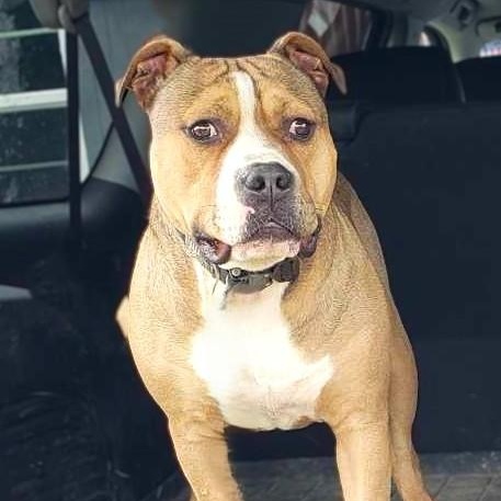 Enlarge JAXS, a Adoptable mixed breed image 6/6