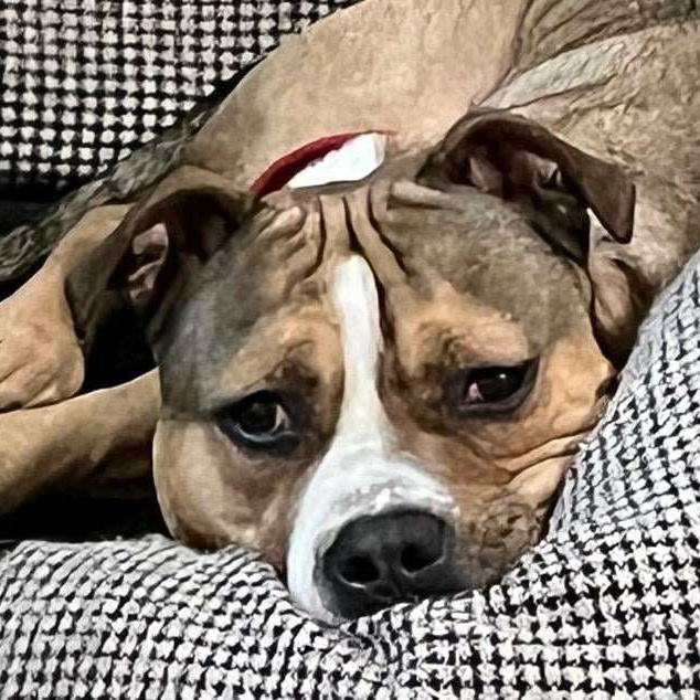 Enlarge JAXS, a Adoptable mixed breed image 1/6