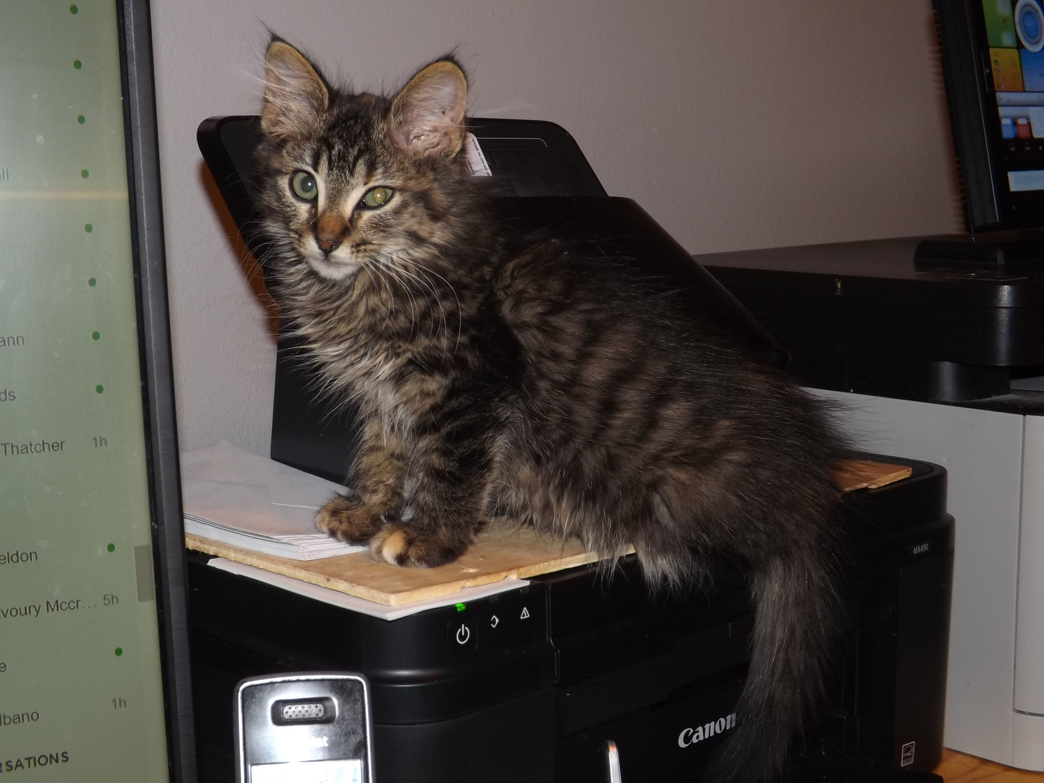 Enlarge Alyssa, a Adoptable mixed breed in Simms, TX image 3/3