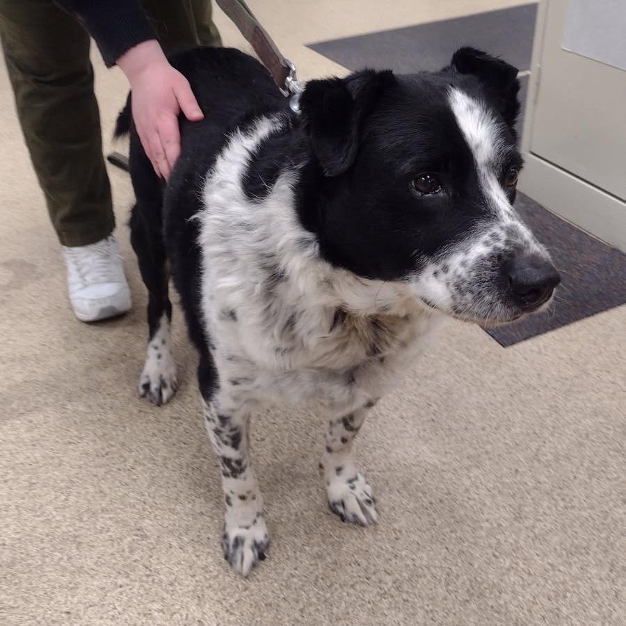 Trooper, Adoptable, Senior Male Spaniel.