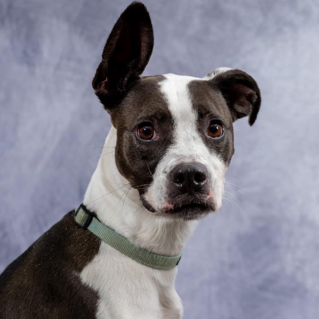 Pongo, Adoptable, Adult Male Pit Bull Terrier.