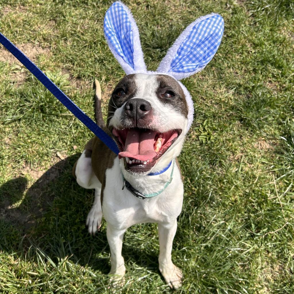 Enlarge Pongo, a Adoptable mixed breed in Cincinnati, OH image 3/6