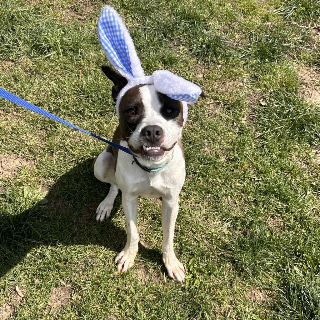 Enlarge Pongo, a Adoptable mixed breed in Cincinnati, OH image 4/6